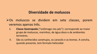 Diversidade de moluscos
➢Os moluscos se dividem em sete classes, porem
veremos apenas três.
I. Classe Gastropoda ("estômago nos pés"): corresponde ao maior
grupo de moluscos, marinhos, de água doce e de ambientes
terrestres.
II. São os conhecidos caramujos, os caracóis e as lesmas. A concha,
quando presente, tem formato helicoidal.
 