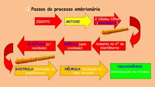 ❑ Passos do processo embrionário
ZIGOTO MITOSE
2 Células-filhas
(blastômeros)
Aumento no nº de
blastômeros
MÓRULA (sem
cavidade)
BLÁSTULA (c/
cavidade)
GÁSTRULA (formação do
arquênteron)
NÊURULA (formação do
tubo nervoso)
ORGANOGÊNESE
(Diferenciação dos tecidos)
 