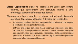 Classe Cephalopoda ("pés na cabeça"): moluscos sem concha
externa, que apresentam uma estrutura interna e uma
morfologia bastante diferentes dos demais.
São o polvo, a lula, o náutilo e o calamar, animais exclusivamente
marinhos. O pé dos cefalópodes é dividido em tentáculos.
– As ventosas também são úteis na apreensão do alimento que, depois,
é conduzido à boca pelos tentáculos.
– Entre os órgãos que compõe a massa visceral, a lula possui uma bolsa
de tinta. Esta é comprimida toda vez que o animal se sente ameaçado
por algum inimigo, o que provoca a liberação de tinta que sai em jatos
pelo sifão. A mancha que a tinta deixa na água confunde o predador,
enquanto a lula escapa rapidamente.
 