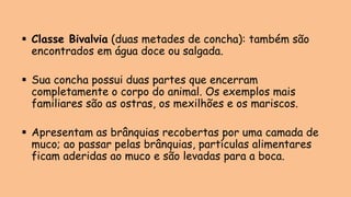 ▪ Classe Bivalvia (duas metades de concha): também são
encontrados em água doce ou salgada.
▪ Sua concha possui duas partes que encerram
completamente o corpo do animal. Os exemplos mais
familiares são as ostras, os mexilhões e os mariscos.
▪ Apresentam as brânquias recobertas por uma camada de
muco; ao passar pelas brânquias, partículas alimentares
ficam aderidas ao muco e são levadas para a boca.
 