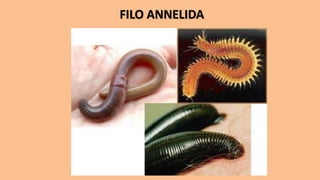 FILO ANNELIDA
 