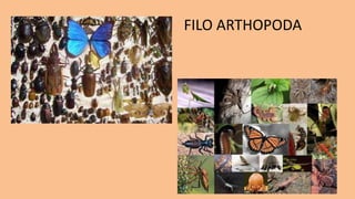 FILO ARTHOPODA
 