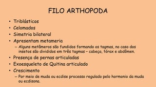 FILO ARTHOPODA
• Triblásticos
• Celomados
• Simetria bilateral
• Apresentam metameria
– Alguns metâmeros são fundidos formando os tagmas, no caso dos
insetos são divididos em três tagmas – cabeça, tórax e abdômen.
• Presença de pernas articuladas
• Exoesqueleto de Quitina articulado
• Crescimento
– Por meio de muda ou ecdise processo regulado pelo hormonio da muda
ou ecdisona.
 