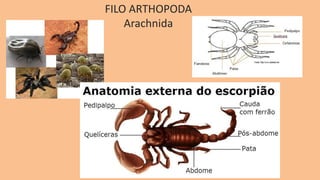 FILO ARTHOPODA
Arachnida
 