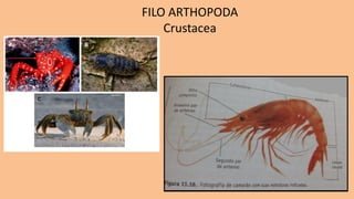 FILO ARTHOPODA
Crustacea
 