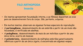 FILO ARTHOPODA
Insecta
• Os insetos apresentam fecundação interna, e as fêmeas depositam os ovos
para se desenvolverem fora do corpo. São, portanto, ovíparas.
• Em muitos insetos, observam-se algumas formas especiais de reprodução:
• A partenogênese, desenvolvimento de um embrião a partir de um óvulo não-
fecundado, é verificada em abelhas;
• A pedogênese, desenvolvimento de mais de um indivíduo a partir de uma
única larva, ocorre em moscas;
• A poliembrionia, desenvolvimento de múltiplos embriões geneticamente
idênticos a partir de um único zigoto, é encontrada em algumas vespas.
 