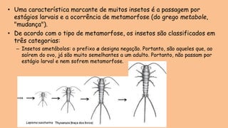 • Uma característica marcante de muitos insetos é a passagem por
estágios larvais e a ocorrência de metamorfose (do grego metabole,
"mudança").
• De acordo com o tipo de metamorfose, os insetos são classificados em
três categorias:
– Insetos ametábolos: o prefixo a designa negação. Portanto, são aqueles que, ao
saírem do ovo, já são muito semelhantes a um adulto. Portanto, não passam por
estágio larval e nem sofrem metamorfose.
 