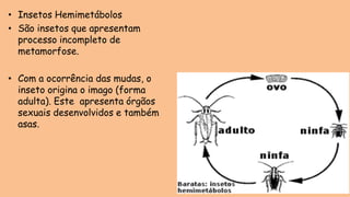 • Insetos Hemimetábolos
• São insetos que apresentam
processo incompleto de
metamorfose.
• Com a ocorrência das mudas, o
inseto origina o imago (forma
adulta). Este apresenta órgãos
sexuais desenvolvidos e também
asas.
 