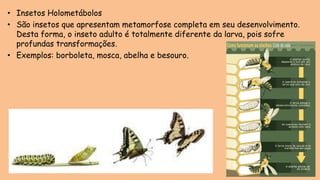 • Insetos Holometábolos
• São insetos que apresentam metamorfose completa em seu desenvolvimento.
Desta forma, o inseto adulto é totalmente diferente da larva, pois sofre
profundas transformações.
• Exemplos: borboleta, mosca, abelha e besouro.
 
