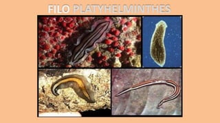 FILO PLATYHELMINTHES
 