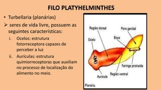 FILO PLATYHELMINTHES
• Turbellaria (planárias)
➢ seres de vida livre, possuem as
seguintes características:
i. Ocelos: estrutura
fotorreceptora capazes de
perceber a luz
ii. Aurículas: estrutura
quimiorreceptoras que auxiliam
no processo de localização do
alimento no meio.
 
