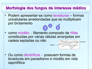 Morfologia dos fungos de interesse médicoMorfologia dos fungos de interesse médico
• Podem apresentar-se como leveduras – formas
unicelulares arredondadas que se multiplicam
por brotamento
• como micélio – filamento composto de hifas
constituídas por várias células arranjadas em
cadeia septadas ou não
• Ou como dimórficos – possuem formas de
leveduras em parasitismo e micélio em vida
saprofítica
cenocítica
septada
 