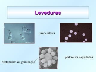 LevedurasLeveduras
unicelulares
podem ser capsuladas
brotamento ou gemulação
 