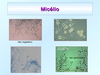 MicélioMicélio
talo vegetativo
talo germinativo
 