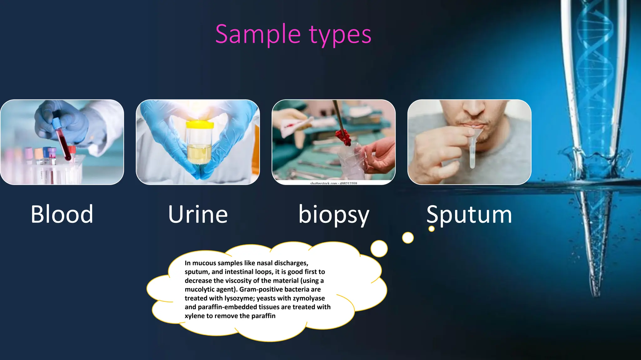 Sample types
Blood Urine biopsy Sputum
In mucous samples like nasal discharges,
sputum, and intestinal loops, it is good first to
decrease the viscosity of the material (using a
mucolytic agent). Gram-positive bacteria are
treated with lysozyme; yeasts with zymolyase
and paraffin-embedded tissues are treated with
xylene to remove the paraffin