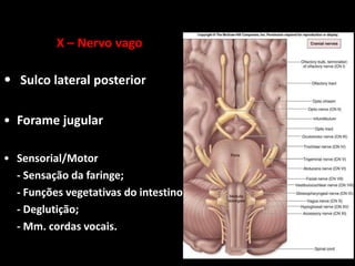 X – Nervo vago
• Sulco lateral posterior
• Forame jugular
• Sensorial/Motor
- Sensação da faringe;
- Funções vegetativas do intestino;
- Deglutição;
- Mm. cordas vocais.
 