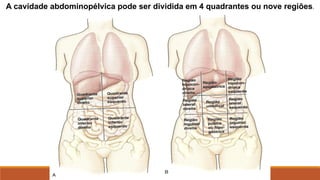 A cavidade abdominopélvica pode ser dividida em 4 quadrantes ou nove regiões.
 