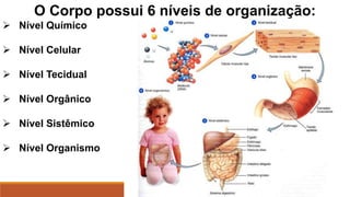O Corpo possui 6 níveis de organização:
 Nível Químico
 Nível Celular
 Nível Tecidual
 Nível Orgânico
 Nível Sistêmico
 Nível Organismo
 
