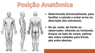  Determinada Universalmente, para
facilitar o estudo e evitar erros na
descrição das estruturas.
 De pé, ereto, de frente ao
observador, olhando ao horizonte,
braços ao lado do corpo, palmas
das mãos voltadas para frente,
pés entre abertos.
 