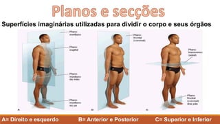Superfícies imaginárias utilizadas para dividir o corpo e seus órgãos
A= Direito e esquerdo B= Anterior e Posterior C= Superior e Inferior
 