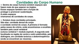 Cavidades do Corpo Humano
 Dentro do corpo humano existem espaços que
fazem mais do que separar os órgãos.
Esses espaços também tem a função de
proteger e promover sustentação.
A estes espaços
chamamos de cavidades do corpo.
 Existem duas cavidades principais.
São elas: cavidade dorsal do corpo
e cavidade ventral do corpo. A primeira é formada
pelos ossos do crânio, onde encontramos o encéfalo; e
também pelo canal vertebral
(coluna vertebral + medula espinal). A segunda está
localizada na região do ventre e está subdividida, pelo
diafragma, em cavidade torácica e abdominopélvica
(onde se encontram as vísceras).
 