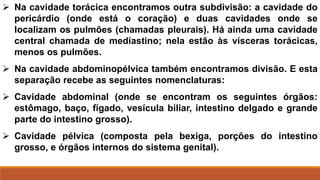  Na cavidade torácica encontramos outra subdivisão: a cavidade do
pericárdio (onde está o coração) e duas cavidades onde se
localizam os pulmões (chamadas pleurais). Há ainda uma cavidade
central chamada de mediastino; nela estão às vísceras torácicas,
menos os pulmões.
 Na cavidade abdominopélvica também encontramos divisão. E esta
separação recebe as seguintes nomenclaturas:
 Cavidade abdominal (onde se encontram os seguintes órgãos:
estômago, baço, fígado, vesícula biliar, intestino delgado e grande
parte do intestino grosso).
 Cavidade pélvica (composta pela bexiga, porções do intestino
grosso, e órgãos internos do sistema genital).
 