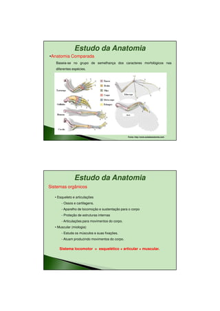 11/08/2010




               Estudo da Anatomia
•Anatomia Comparada
   Baseia-se no grupo de semelhança dos caracteres morfológicos nas
   diferentes espécies.




                                                  Fonte: http://www.auladeanatomia.com




               Estudo da Anatomia
Sistemas orgânicos

   • Esqueleto e articulações
       - Ossos e cartilagens.
       - Aparelho de locomoção e sustentação para o corpo
       - Proteção de estruturas internas
       - Articulações para movimentos do corpo.
   • Muscular (miologia)
       - Estuda os músculos e suas fixações.
       - Atuam produzindo movimentos do corpo.

      Sistema locomotor = esquelético + articular + muscular.




                                                                                                11
 