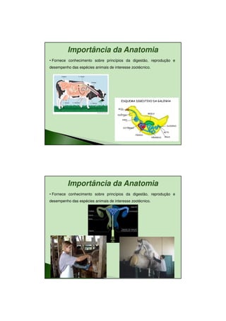 11/08/2010




          Importância da Anatomia
• Fornece conhecimento sobre princípios da digestão, reprodução e
desempenho das espécies animais de interesse zootécnico.




          Importância da Anatomia
• Fornece conhecimento sobre princípios da digestão, reprodução e
desempenho das espécies animais de interesse zootécnico.




                                                                           15
 