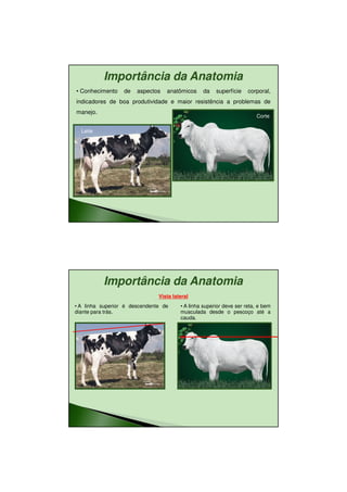 11/08/2010




          Importância da Anatomia
• Conhecimento    de   aspectos   anatômicos     da    superfície    corporal,
indicadores de boa produtividade e maior resistência a problemas de
manejo.
                                                                        Corte

  Leite




          Importância da Anatomia
                               Vista lateral
• A linha superior é descendente de     • A linha superior deve ser reta, e bem
diante para trás.                       musculada desde o pescoço até a
                                        cauda.




                                                                                         16
 