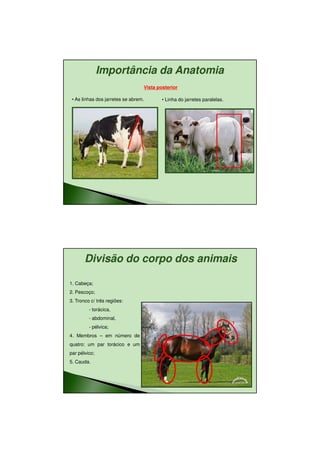 11/08/2010




               Importância da Anatomia
                                  Vista posterior

 • As linhas dos jarretes se abrem.         • Linha do jarretes paralelas.




       Divisão do corpo dos animais

1. Cabeça;
2. Pescoço;
3. Tronco c/ três regiões:
         - torácica,
         - abdominal,
                                                                             1
         - pélvica;
4. Membros – em número de
                                                                    2
quatro: um par torácico e um            5              3
par pélvico;
5. Cauda.
                                              4                 4




                                                                                        17
 