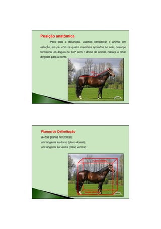 11/08/2010




Posição anatômica
        Para toda a descrição, usamos considerar o animal em
estação, em pé, com os quatro membros apoiados ao solo, pescoço
formando um ângulo de 145º com o dorso do animal, cabeça e olhar
dirigidos para a frente.




                                        145º




Planos de Delimitação
A- dois planos horizontais:
um tangente ao dorso (plano dorsal);
um tangente ao ventre (plano ventral)




                                         PLANO DORSAL




                                   PLANO VENTRAL




                                                                          18
 