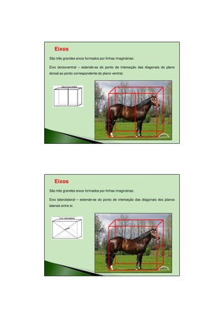 11/08/2010




   Eixos
São três grandes eixos formados por linhas imaginárias:

Eixo dorsoventral – estende-se do ponto de interseção das diagonais do plano
dorsal ao ponto correspondente do plano ventral;




   Eixos
São três grandes eixos formados por linhas imaginárias:

Eixo laterolateral – estende-se do ponto de interseção das diagonais dos planos
laterais entre si.




                                                                                         20
 