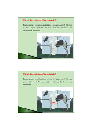 11/08/2010




Planos de construção (ou de secção)

Deslizando-se o eixo craniocaudal sobre o eixo dorsoventral, obtém-se
o plano sagital mediano. As        duas metades           resultantes      são
denominadas antímeros.



                                                       Plano sagital mediano




Planos de construção (ou de secção)

Deslizando-se o eixo laterolateral sobre o eixo dorsoventral, obtém-se
o plano transversal. As duas metades resultantes são denominadas
metâmeros.




                                         Plano
                                         transversal




                                                                                        21
 