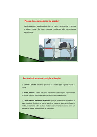 11/08/2010




    Planos de construção (ou de secção)

   Deslizando-se o eixo laterolateral sobre o eixo craniocaudal, obtém-se
   o plano frontal. As duas metades resultantes são denominadas
   paquímeros.




                                   Plano frontal




 Termos indicativos de posição e direção


a) Cranial e Caudal: estruturas próximas ou voltadas para o plano cranial ou
caudal;


b) Dorsal, Ventral e Médio: estruturas próximas ou voltadas para o plano dorsal
ou ventral, médio é usado para designar estruturas entre estas duas;


c) Lateral, Medial, Intermédio e Mediano: posição da estrutura em relação ao
plano mediano. Próximo ao plano lateral ou mediano designamos lateral e
medial, exatamente sobre o plano mediano denominamos mediano, entre um
lateral e um medial, denominamos de intermédio;




                                                                                         22
 