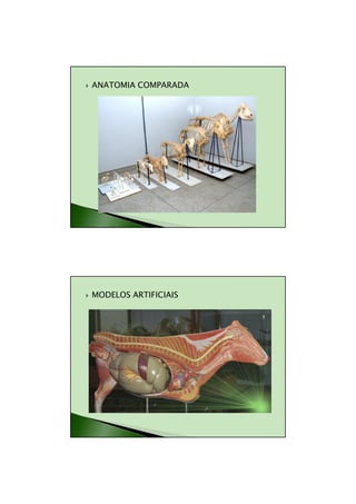 11/08/2010




ANATOMIA COMPARADA




MODELOS ARTIFICIAIS




                              9
 