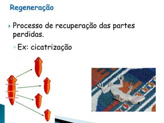    Processo de recuperação das partes
    perdidas.
    ◦ Ex: cicatrização
 