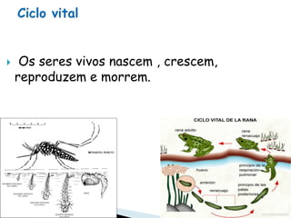     Os seres vivos nascem , crescem,
    reproduzem e morrem.
 