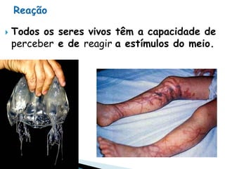    Todos os seres vivos têm a capacidade de
    perceber e de reagir a estímulos do meio.
 