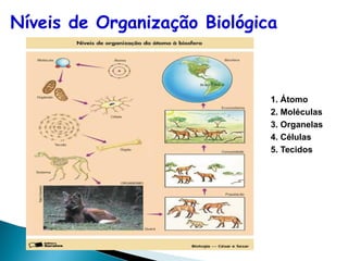 Níveis de Organização Biológica



                              1. Átomo
                              2. Moléculas
                              3. Organelas
                              4. Células
                              5. Tecidos
 