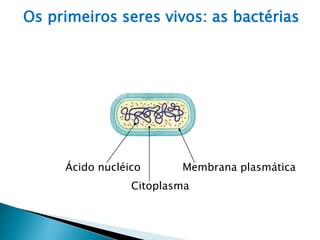 Os primeiros seres vivos: as bactérias




     Ácido nucléico      Membrana plasmática
                 Citoplasma
 