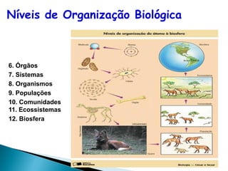 Níveis de Organização Biológica



6. Órgãos
7. Sistemas
8. Organismos
9. Populações
10. Comunidades
11. Ecossistemas
12. Biosfera
 