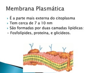  É a parte mais externa do citoplasma
 Tem cerca de 7 a 10 nm
 São formadas por duas camadas lipídicas:
- Fosfolípides, proteína, e glicídeos.
 