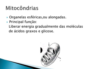  Organelas esféricas,ou alongadas.
 Principal função:
  Liberar energia gradualmente das moléculas
  de ácidos graxos e glicose.
 