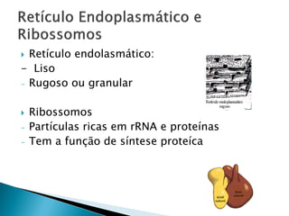  Retículo endolasmático:
- Liso
- Rugoso ou granular


   Ribossomos
-   Partículas ricas em rRNA e proteínas
-   Tem a função de síntese proteíca
 