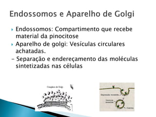  Endossomos: Compartimento que recebe
  material da pinocitose
 Aparelho de golgi: Vesículas circulares
  achatadas.
- Separação e endereçamento das moléculas
  sintetizadas nas células
 