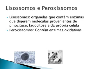    Lisossomos: organelas que contém enzimas
    que digerem moléculas provenientes de
    pinocitose, fagocitose e da própria célula
   Peroxissomos: Contém enzimas oxidativas.
 