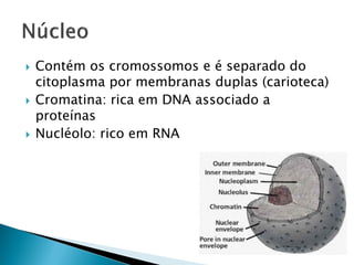    Contém os cromossomos e é separado do
    citoplasma por membranas duplas (carioteca)
   Cromatina: rica em DNA associado a
    proteínas
   Nucléolo: rico em RNA
 