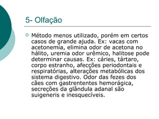 5- Olfação
 Método menos utilizado, porém em certos
casos de grande ajuda. Ex: vacas com
acetonemia, elimina odor de acetona no
hálito, uremia odor urêmico, halitose pode
determinar causas. Ex: cáries, tártaro,
corpo estranho, afecções periodontais e
respiratórias, alterações metabólicas dos
sistema digestivo. Odor das fezes dos
cães com gastrententes hemorágica,
secreções da glândula adanal são
suigeneris e inesquecíveis.
 