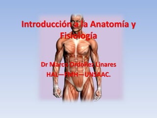 Introducción a la Anatomía y FisiologíaDrMarco Ordoñez LinaresHAL—FMH—UNSAAC.  