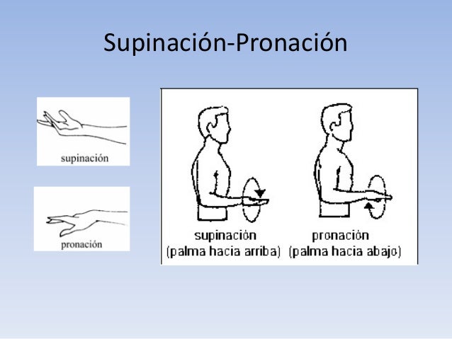 anatomia